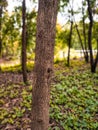 Tree trunk is most important for trees Royalty Free Stock Photo